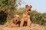 AIREDALE TERRIER 054